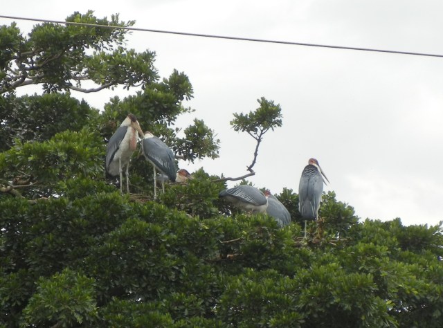 Maribou Stork nest on top of a large tree outside of the pharmacy school in Kampala.