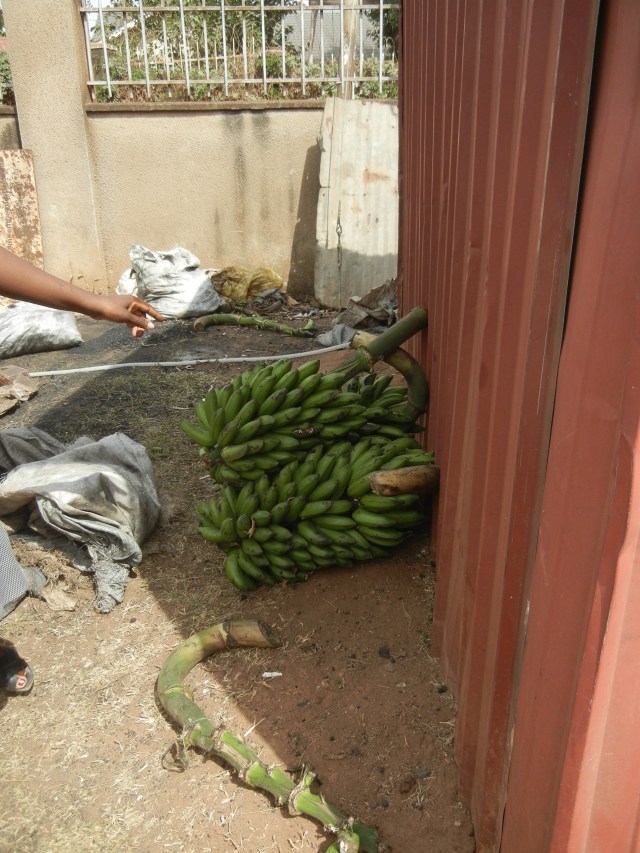 The green bananas are Matoke- yes, they are ripe. They are peeled and chopped up then I believe they are boiled before placing them in the banana leaves for steaming. It comes out as a yellow sticky substance that looks like very thick mashed potatoes. It is served with a sauce of beans or peas or meat.