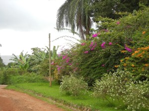 A lovely view of Lake Victoria and the beautiful vegetation prior to the storm