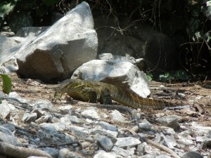 A Monitor Lizard at the Source of the Nile