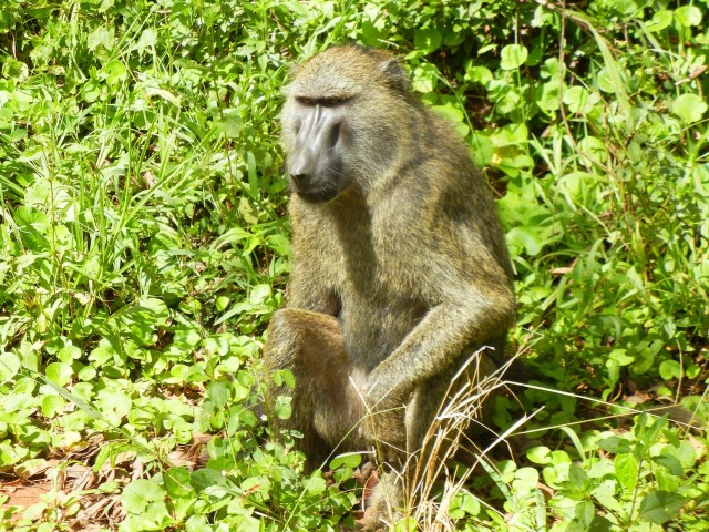 Baboons welcome us as we drive into Murchison Falls Park