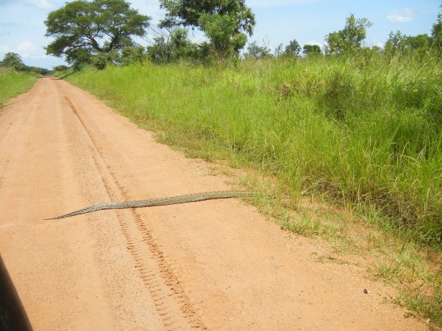 As we drove through the beginning of the park we saw a python crawling across the road- my first snake siting ever in all of my trips to Uganda 