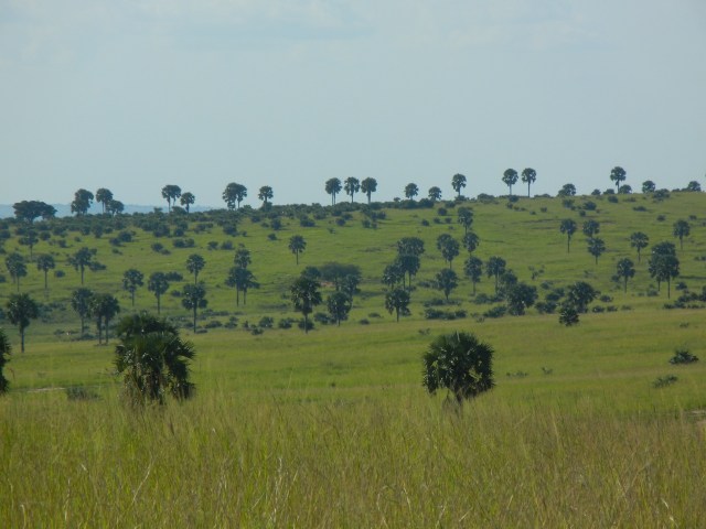 Borassus Palms dot the landscape.