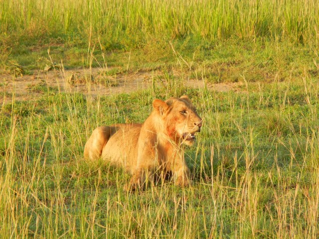 A young Male Lion with the start of a mane looks on while the hyenas and jackals destroy what is left of his kill (or his lioness's kill)