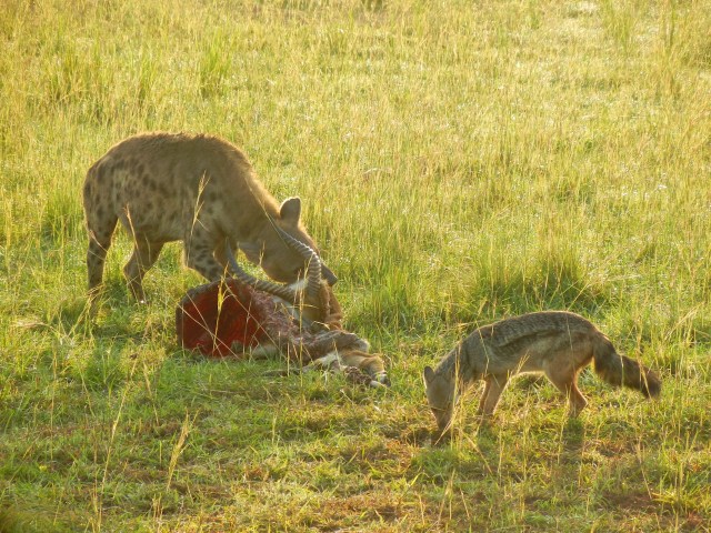 A Hyena scavanges the kill of a lion while Jackal looks on