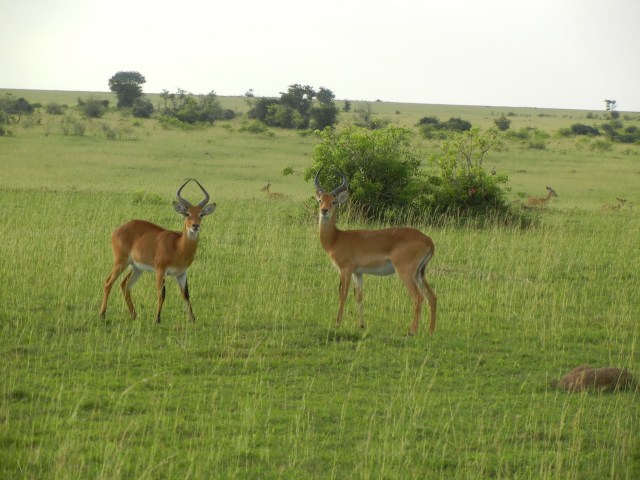 The Uganda Kob- this is the type of Antelope that the Hyena was chowing down on in the picture from Blog Post for 19Sept14