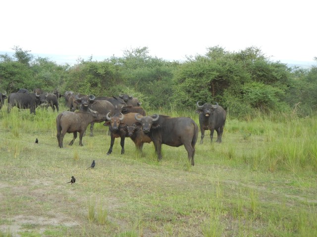 A small herd of Cape Buffalo- They always seem to be looking right at us but the Ranger Guide said their sense of smell is what makes them look in our direction but their eyesight is very poor