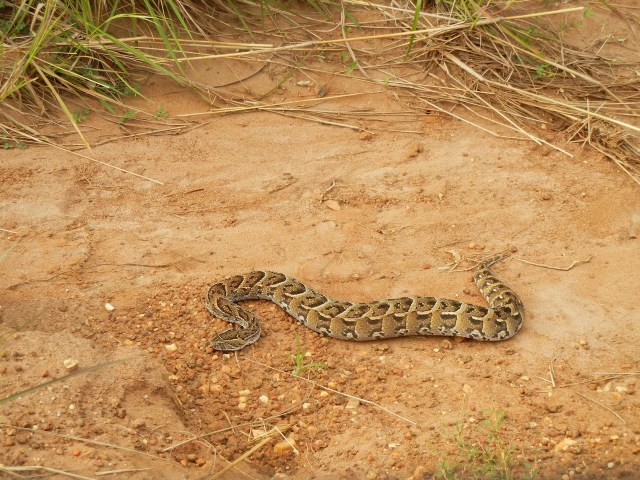 The Puff Adder Snake that had been attacked by a Cobra
