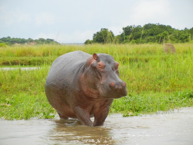 Hippo