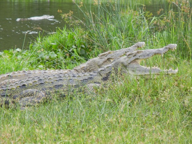 A pair of Crocodiles warming themselves in the sun