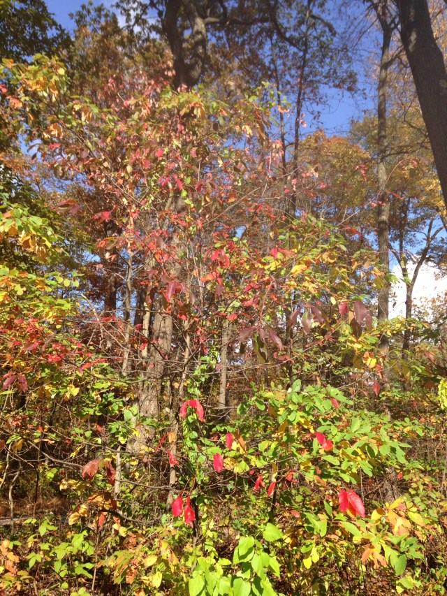 Leaves in various stages of green turning to yellow, orange and reds.