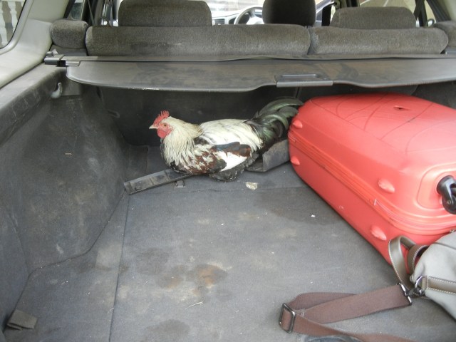 This is the chicken purchased along the way to Tororo, Uganda
