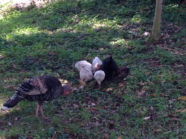 As I graded papers, I enjoyed watching the turkey and chickens wander around the yard looking for tasty nuggets of bugs, I think. These fine creatures belong the the Odoi's caretaker of the house.