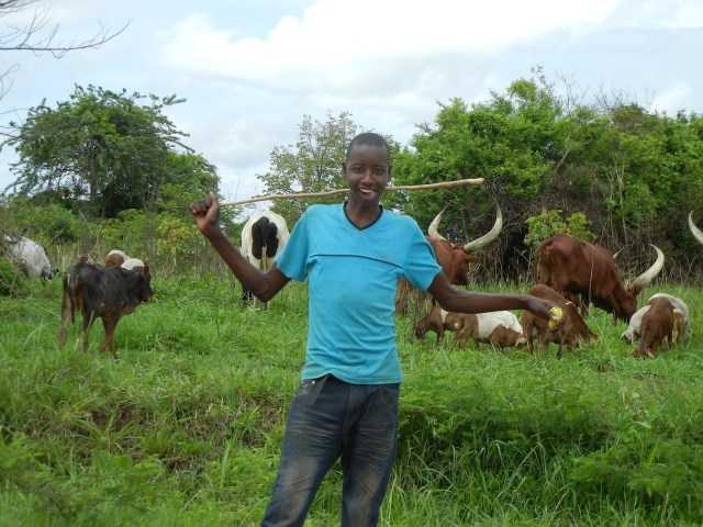 This is a real cowboy herding the Ankole Cattle along the road.  He was very happy to pose for this picture.
