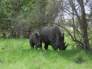 This is a Mama Rhino with her baby.