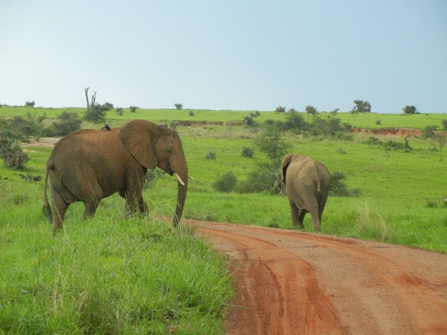 Elephants just crossed the road right in front of us!