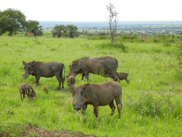 A warthog family- notice the nursing baby in the background- although we think of "Pumba" as the name of the warthog in Disney's Lion King movie, the locals call the warthog- Pumba. I think it is the Swahili name for the animal.