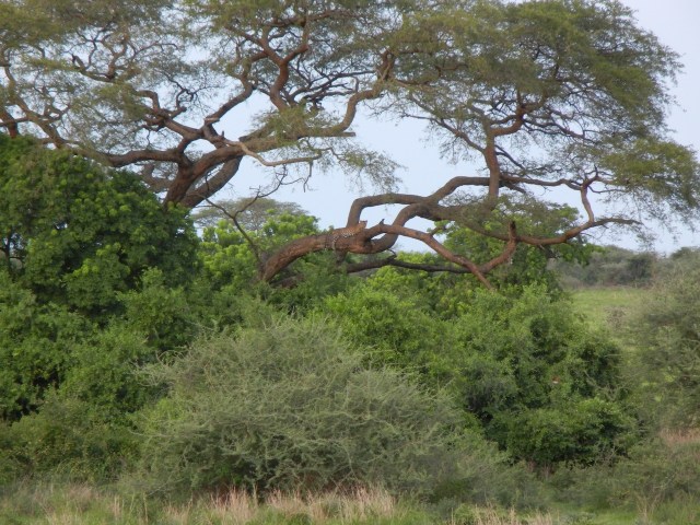 This leopard shot is from my camera-and you can definitely make out the leopard in the distance on the tree branch