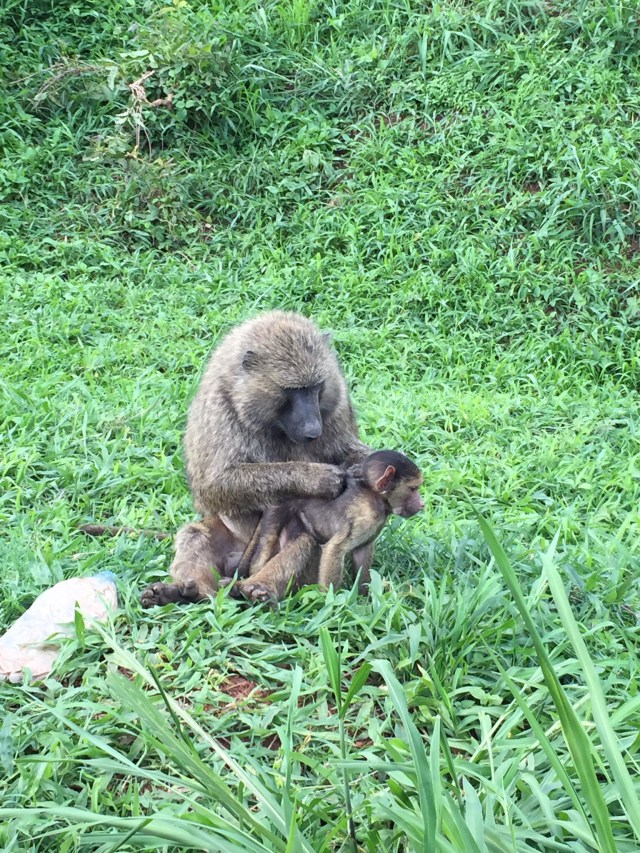 This Mama Baboon and her baby were so funny. We stopped to watch them on our way home for about 10min. Eventually, though the dad came by and seemed like he was fed up and was going to jump in the window so we quickly closed it and then moved on. 