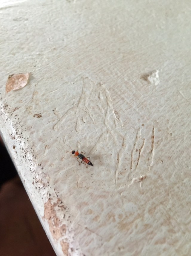 This small little guy is rather harmless to humans unless you try to squash him or brush him off your arm. It is called a Nairobi Eye and looks like an ant or fly but is in the beetle family.  Today we were saved from getting a serious rash or burn from the toxin it releases when crushed. Dr. Godson spotted it on the ledge and pointed it out to us but stopped me as I went to "get it". 