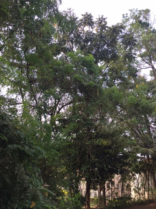 This is the tree where one of the nests is. I 