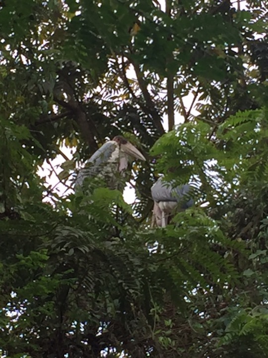 This is the best close up I could get with the zoom on my phone camera.